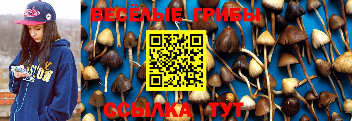 Псилоцибиновые грибы GOLDEN TEACHER  Вход с VPN  Псилоцибиновые грибы Psilocybine cubensis  Ефремов 